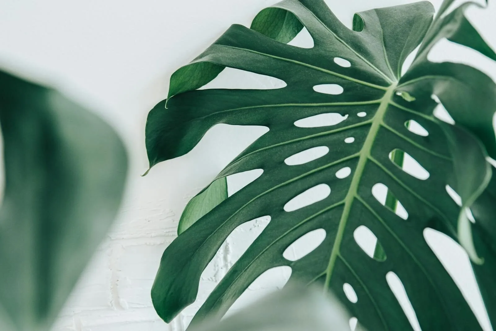 Healthy Monstera deliciosa on a nursery bench—compare leaf color, stem structure, and pot size before buying
