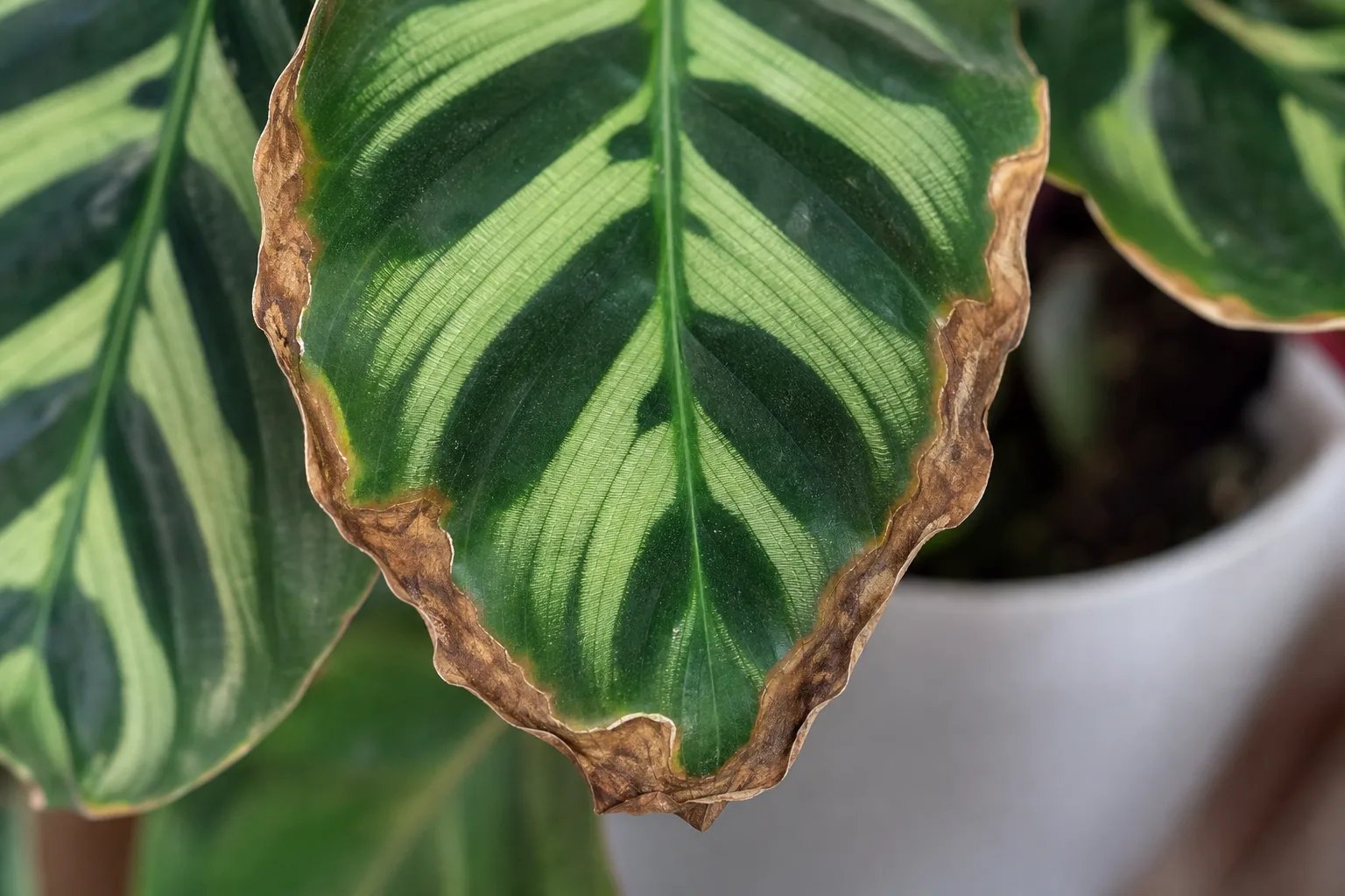 Calathea leaf with dry, browned margins for symptom comparison