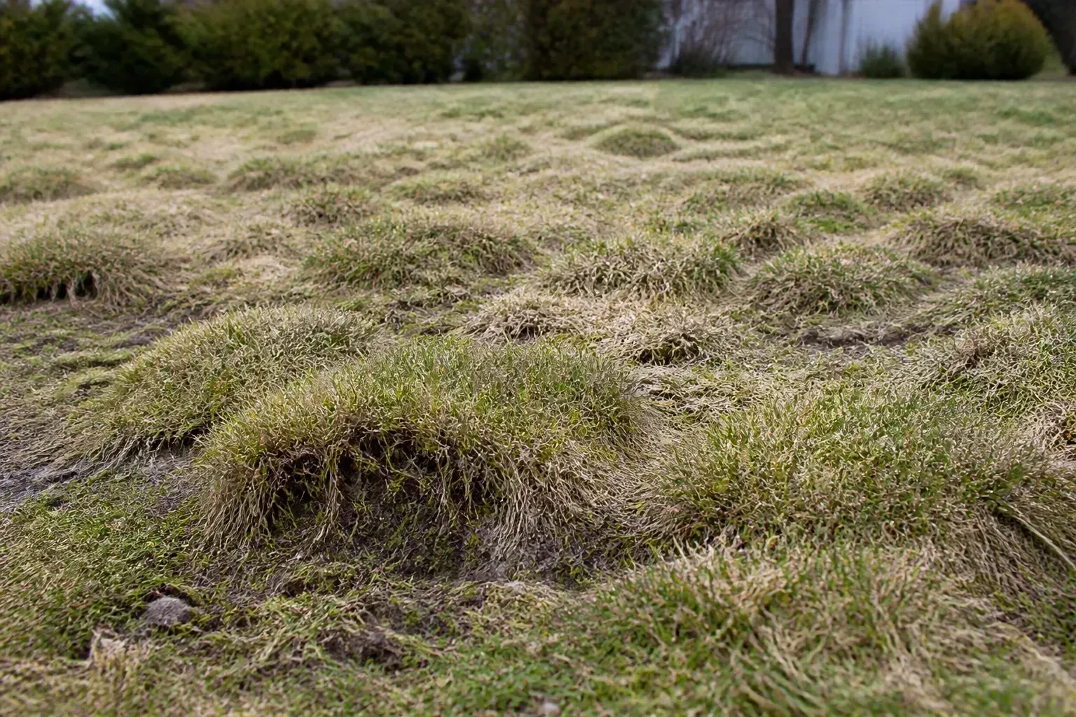 Uneven turf and soil lifted by frost heave after winter freeze-thaw cycles exposed shallow roots