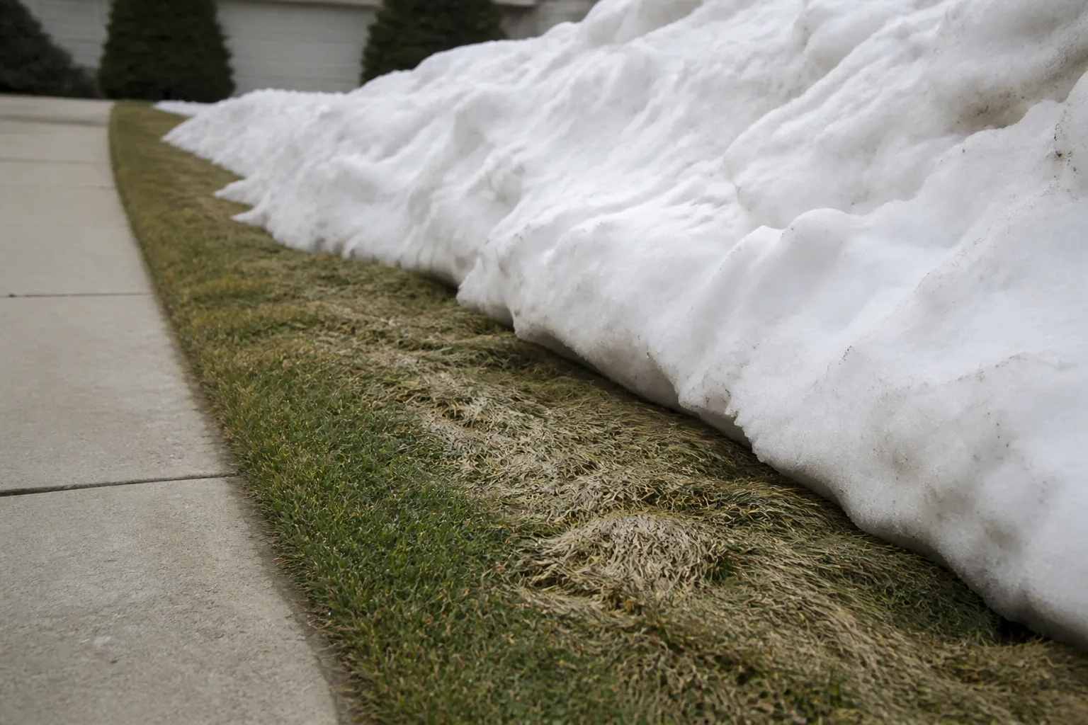 Tall pile of shoveled snow compressed on lawn grass beside a residential driveway and sidewalk