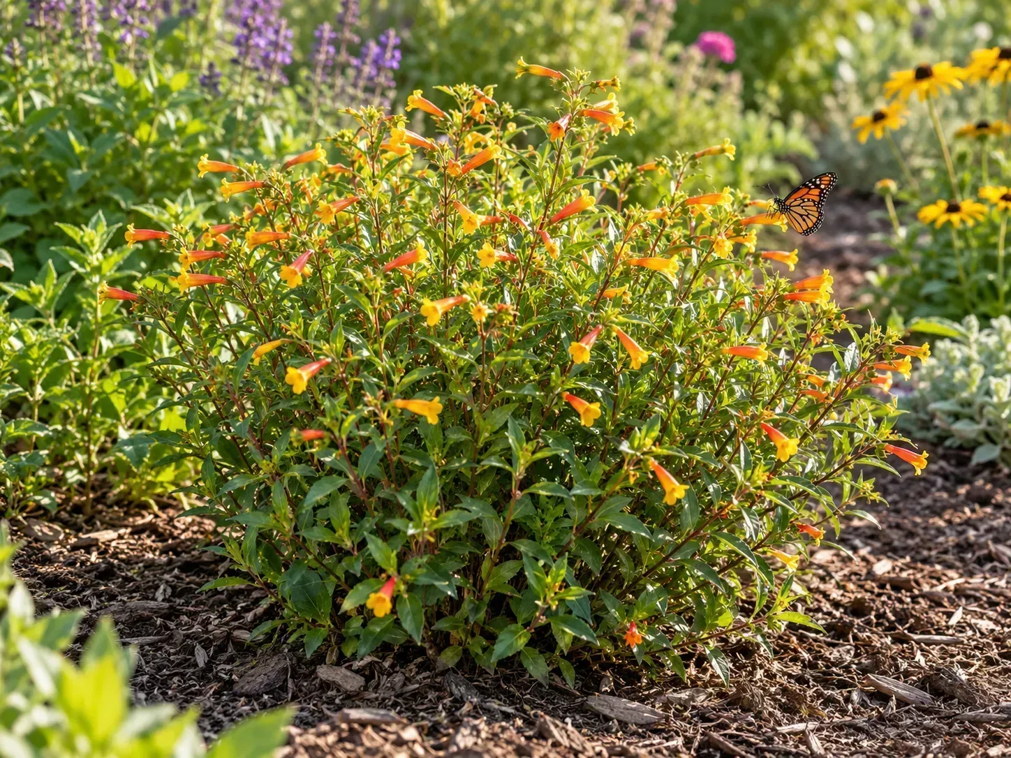 Candy corn plant in a sunny, well-drained pollinator border