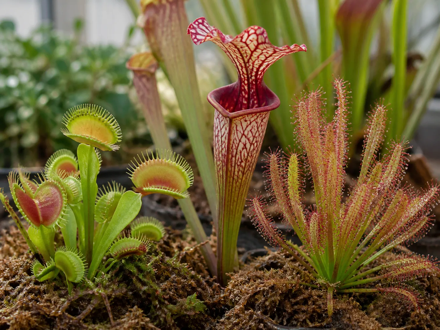 A Venus flytrap, pitcher plant, and sundew show three different carnivorous plant trap types