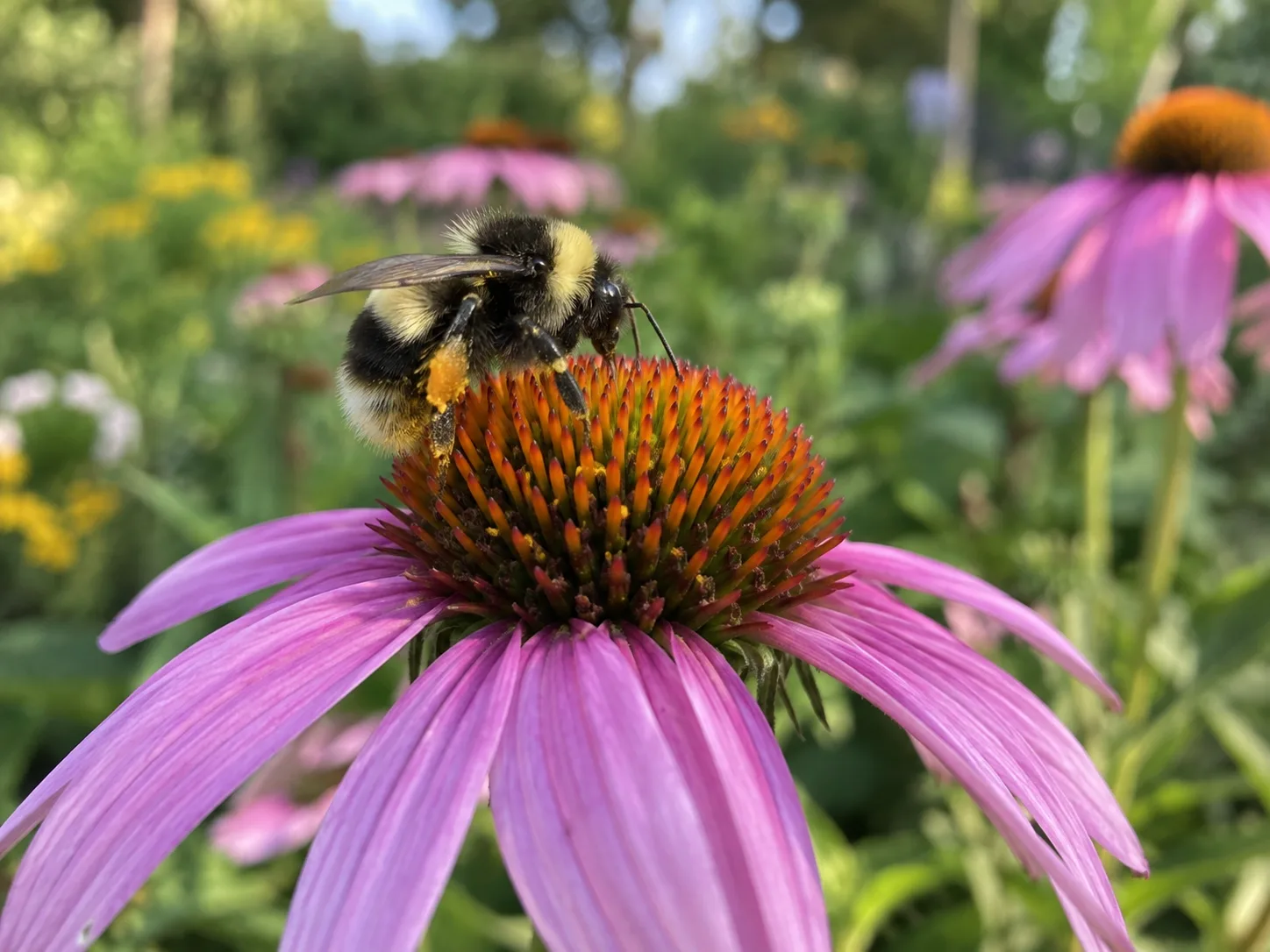 A fuzzy black-and-yellow bumble bee foraging on a purple coneflower, showing the dense hair over its abdomen