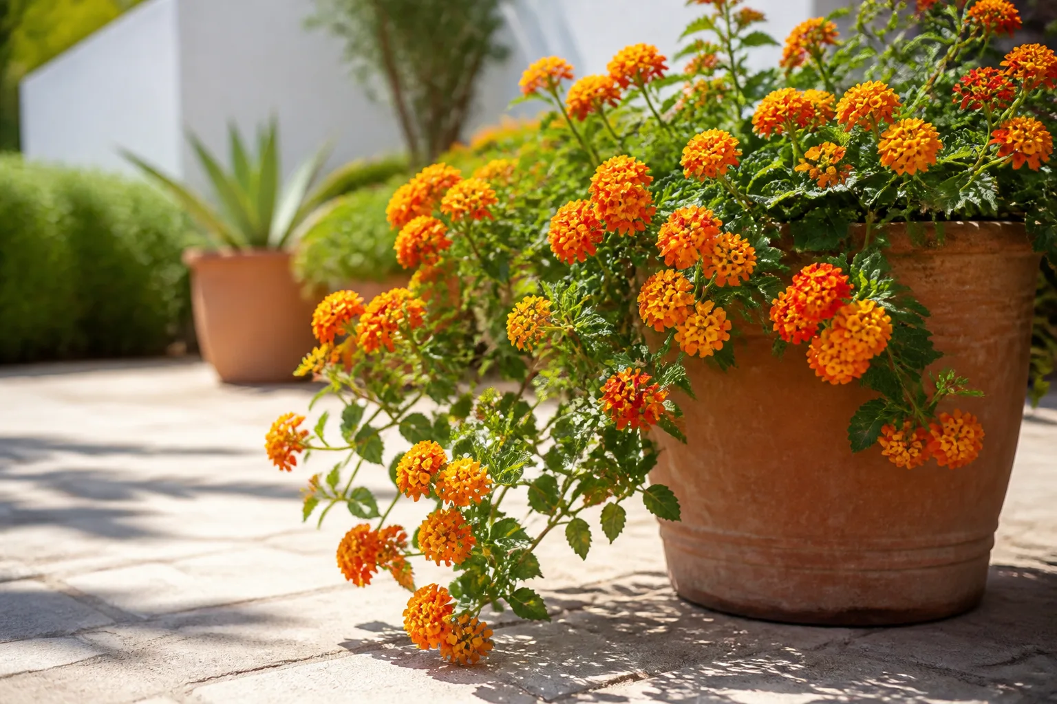 A flowering lantana spilling from a container in a bright outdoor growing position