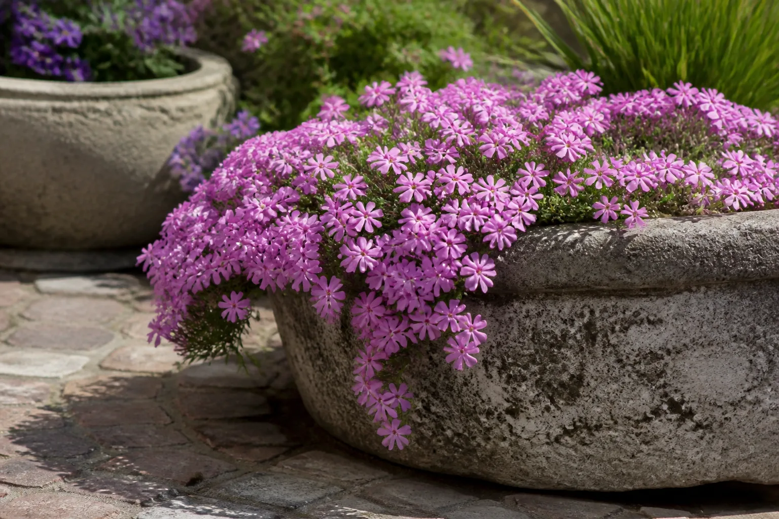 Creeping phlox forming a low mat of pink spring flowers along a garden edge