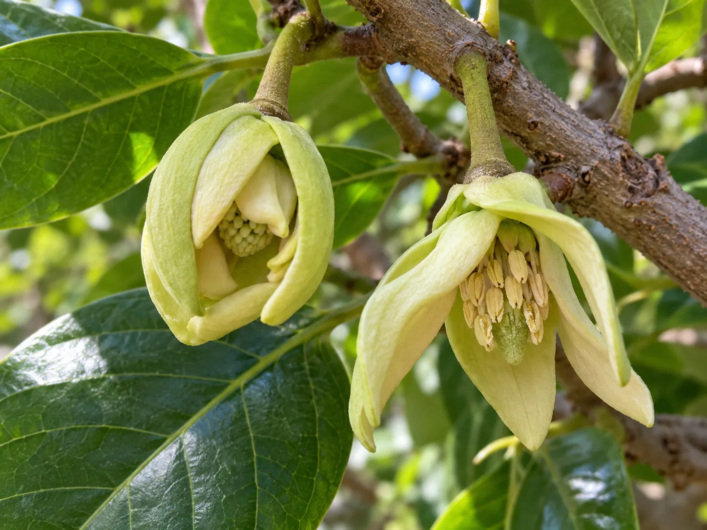 Cherimoya flowers at receptive and pollen-shedding stages