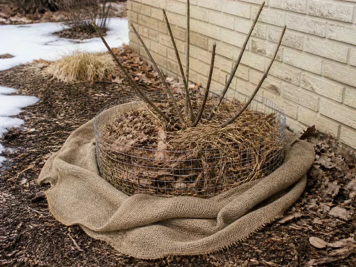 Dormant Chicago Hardy fig protected with mulch, leaves, a wire cage, and burlap