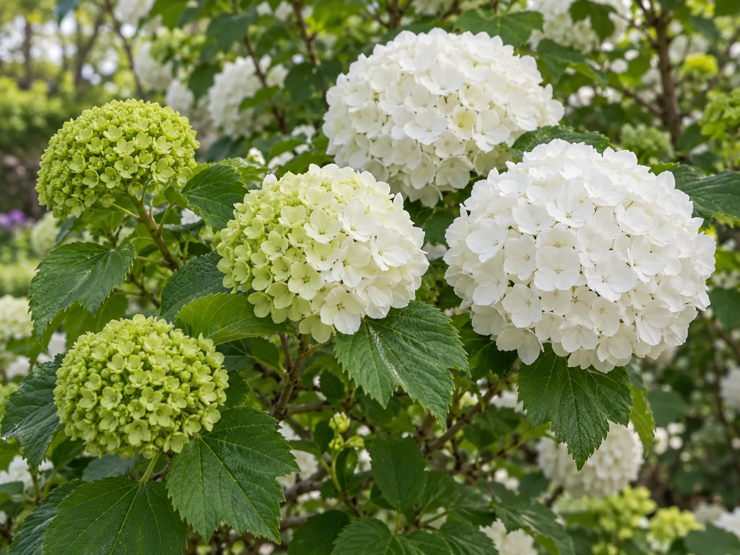 Chinese snowball viburnum flower heads changing from lime green to mature white