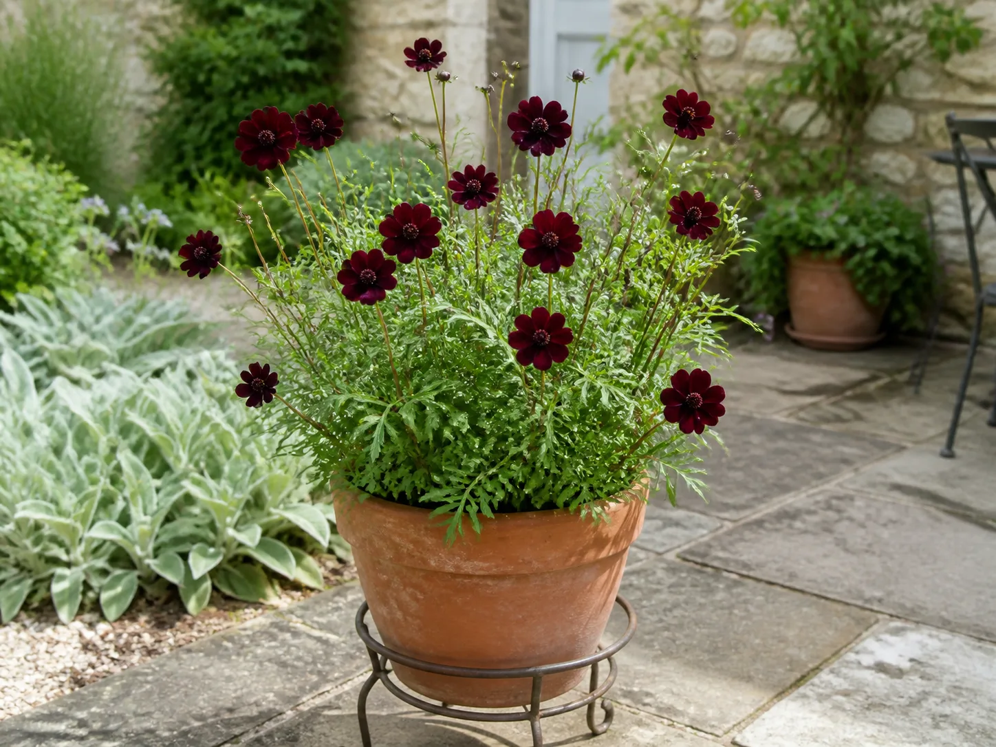 Chocolate cosmos flowering in a well-drained terracotta container on a sunny patio