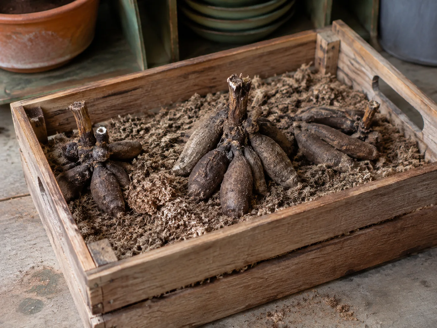 Dormant chocolate cosmos tubers resting in airy material in a ventilated storage crate