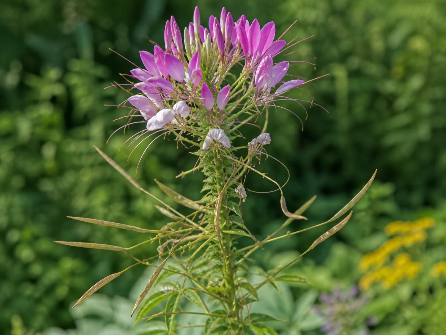 Cleome flowers above long drying seed pods on a late-summer garden stem