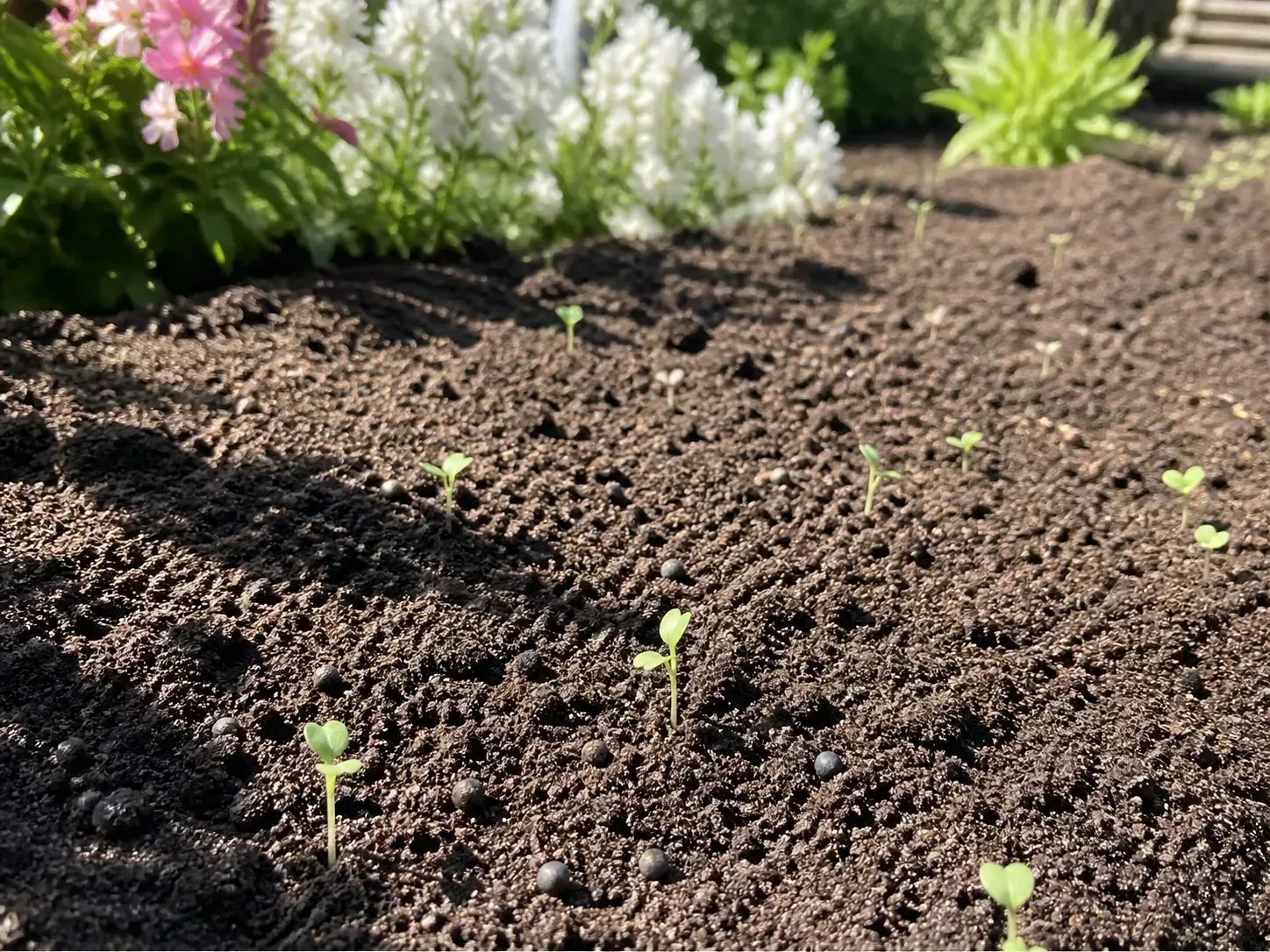 Young cleome seedlings emerging from surface-sown seed in a sunny garden bed