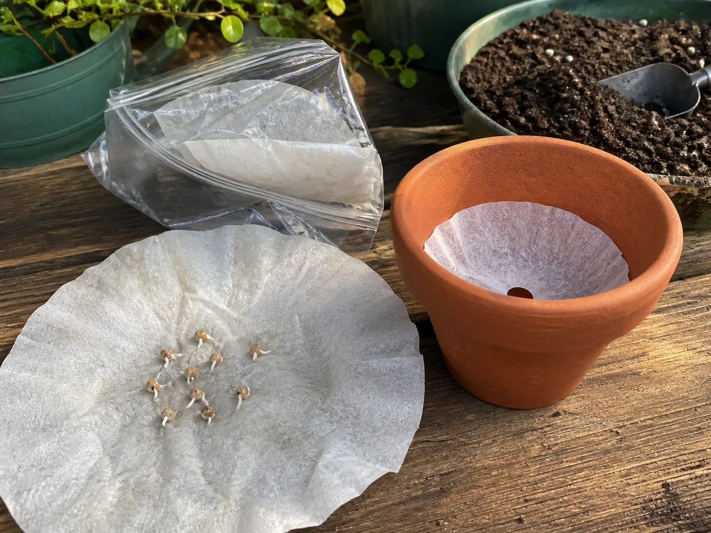 Coffee filters used with sprouted seeds, a resealable bag, potting mix, and a terracotta pot