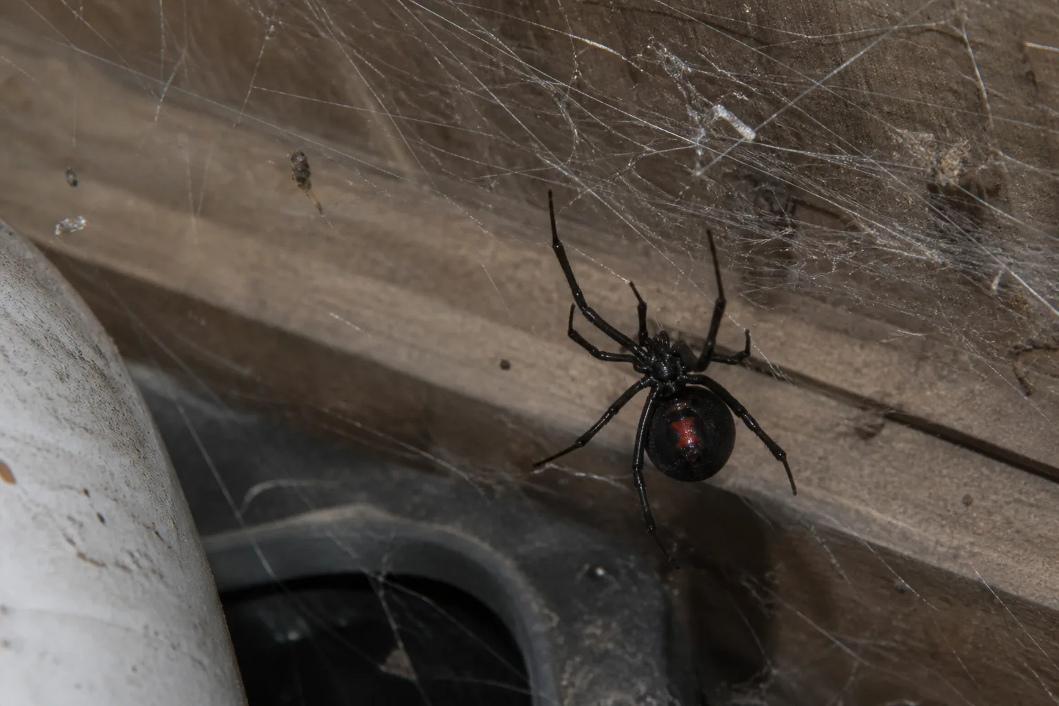 Glossy black widow spider with red hourglass marking in a tangled web in a garage corner