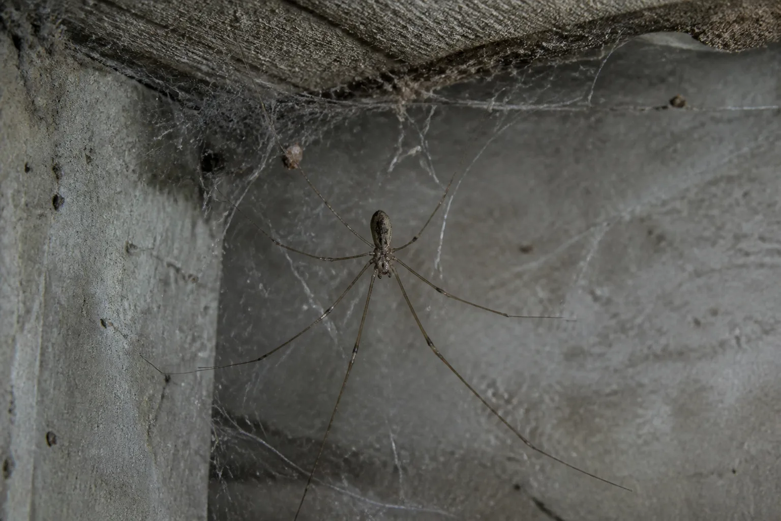 Long-legged cellar spider in a loose tangle web on a basement wall corner