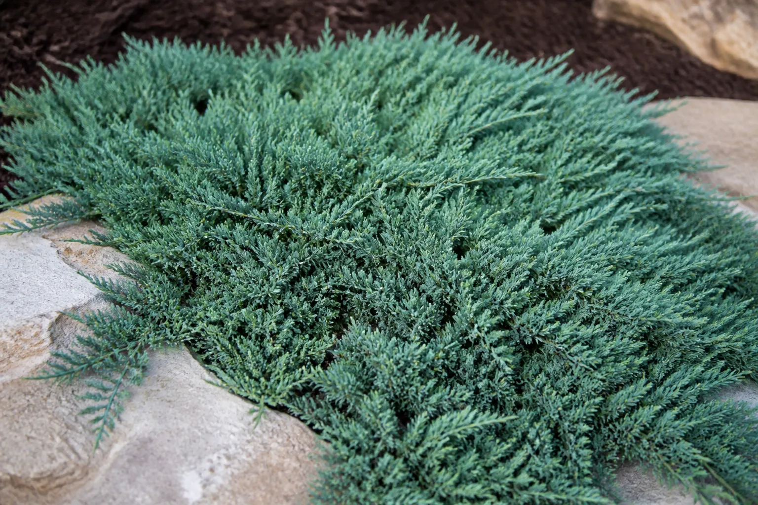 Dense Blue Rug creeping juniper cultivar with steel-blue evergreen foliage in a rock garden