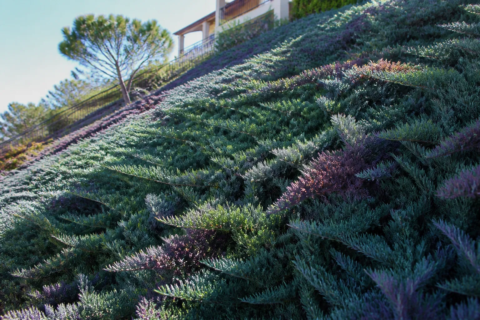 Creeping juniper groundcover stabilizing a sunny slope between boulders