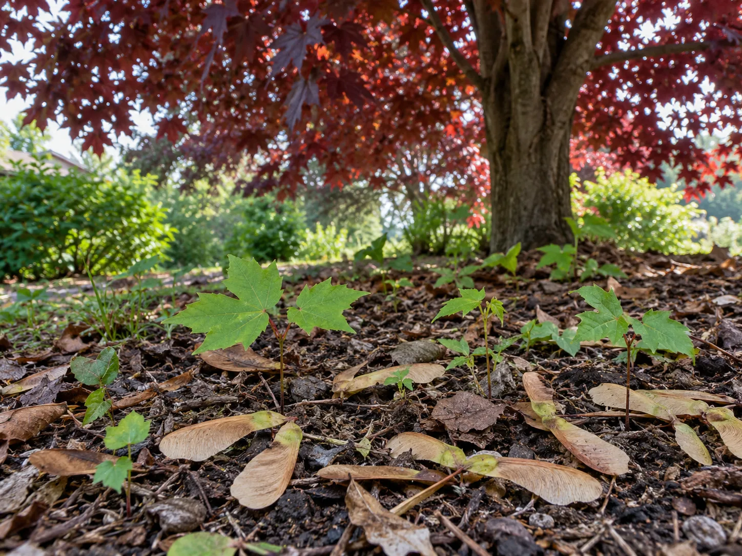 Flat paired Norway maple samaras and small volunteer seedlings beneath a burgundy-leaved canopy
