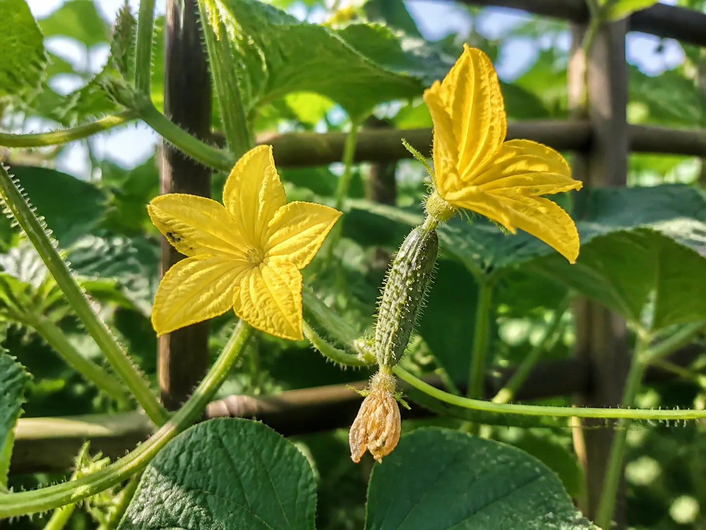 Male and female cucumber flowers on a trellised vine, with the female flower attached to a tiny cucumber-shaped ovary