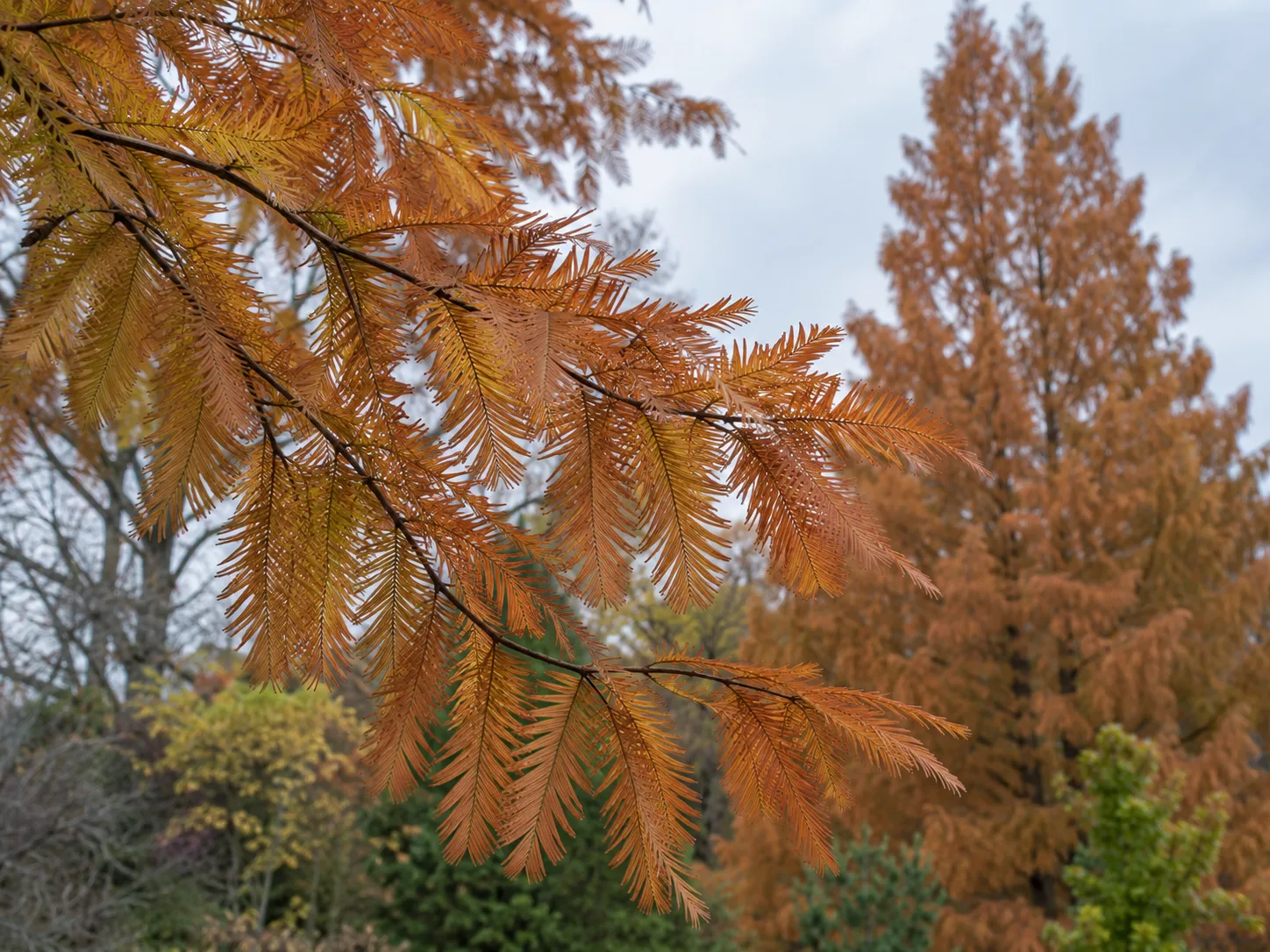 How to Grow and Care for a Dawn Redwood | LeafyPixels