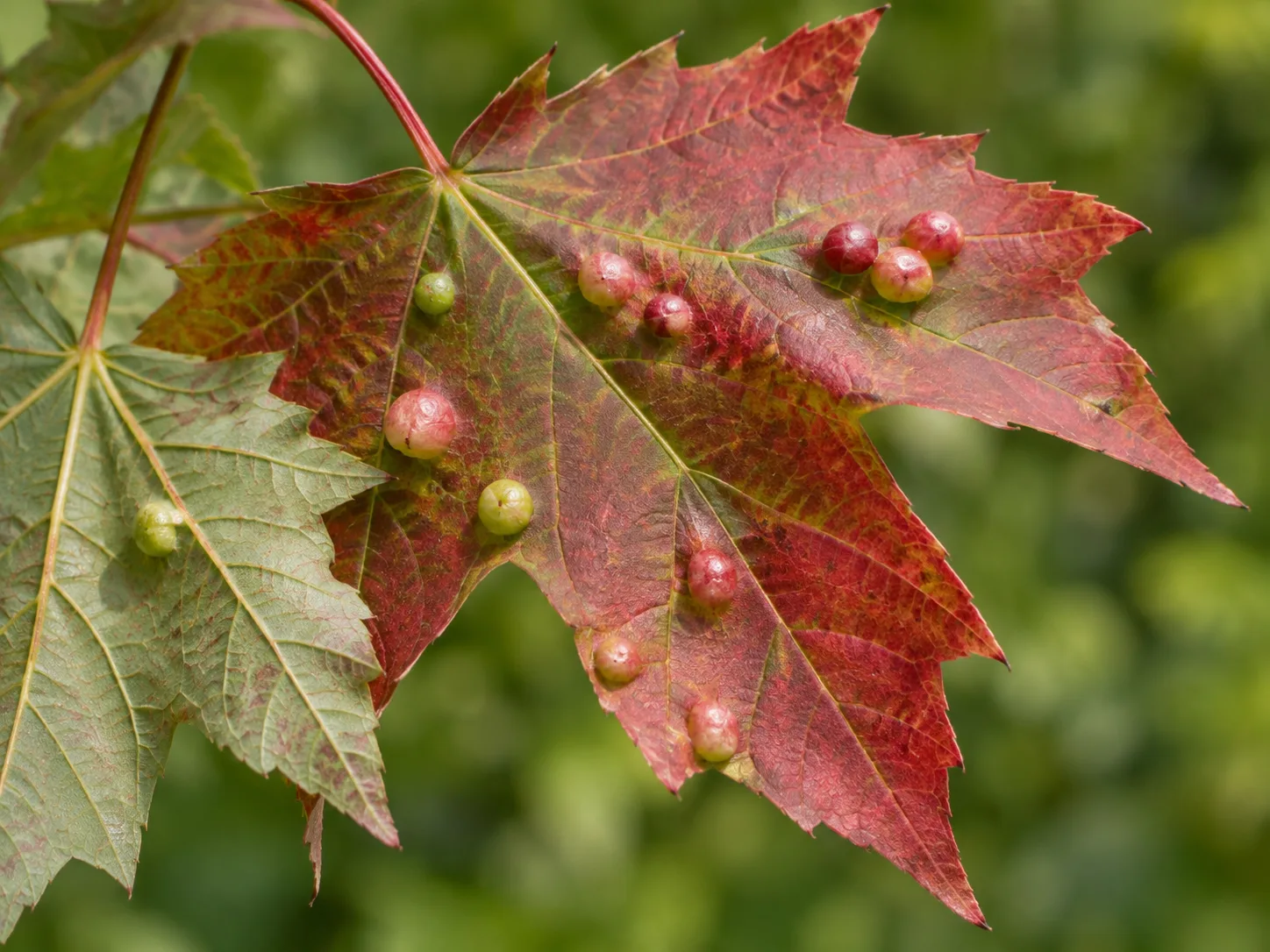 Raised green and red bladder-like galls on a maple leaf, with the leaf underside visible for comparison