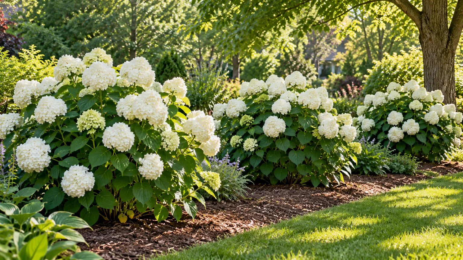 White smooth hydrangea shrubs spaced along a mulched garden border in morning sun and dappled shade