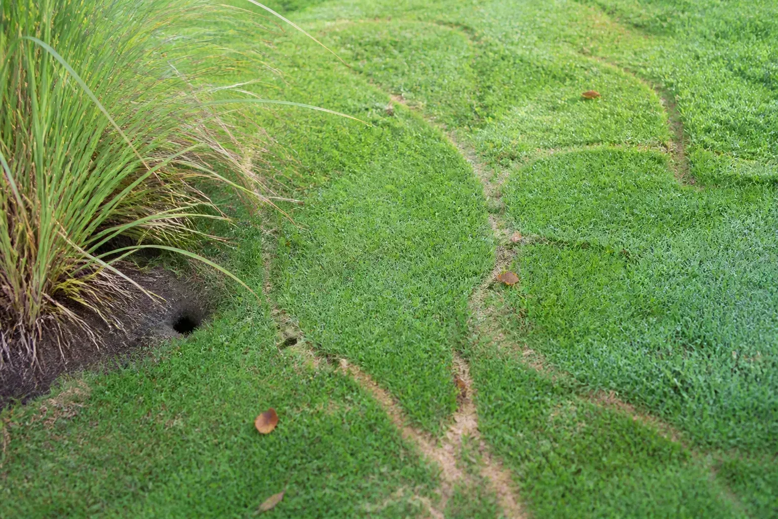 Shallow vole runways and clipped grass paths through a suburban lawn