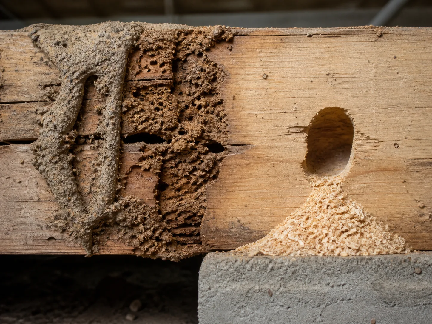 Rough mud-lined termite galleries beside a smooth carpenter-ant gallery and a pile of wood shavings