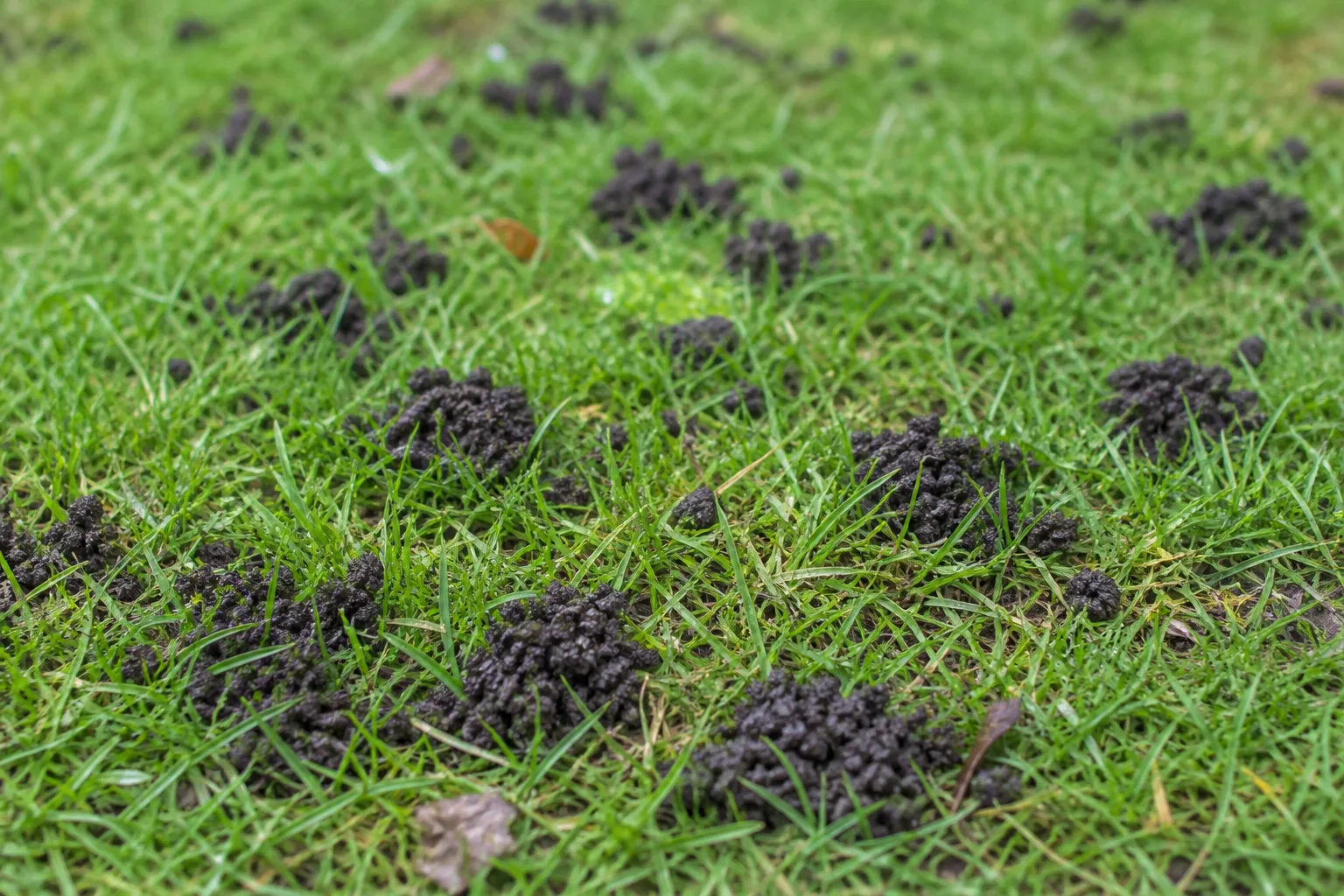 Granular earthworm castings on a lawn surface indicating active soil biology