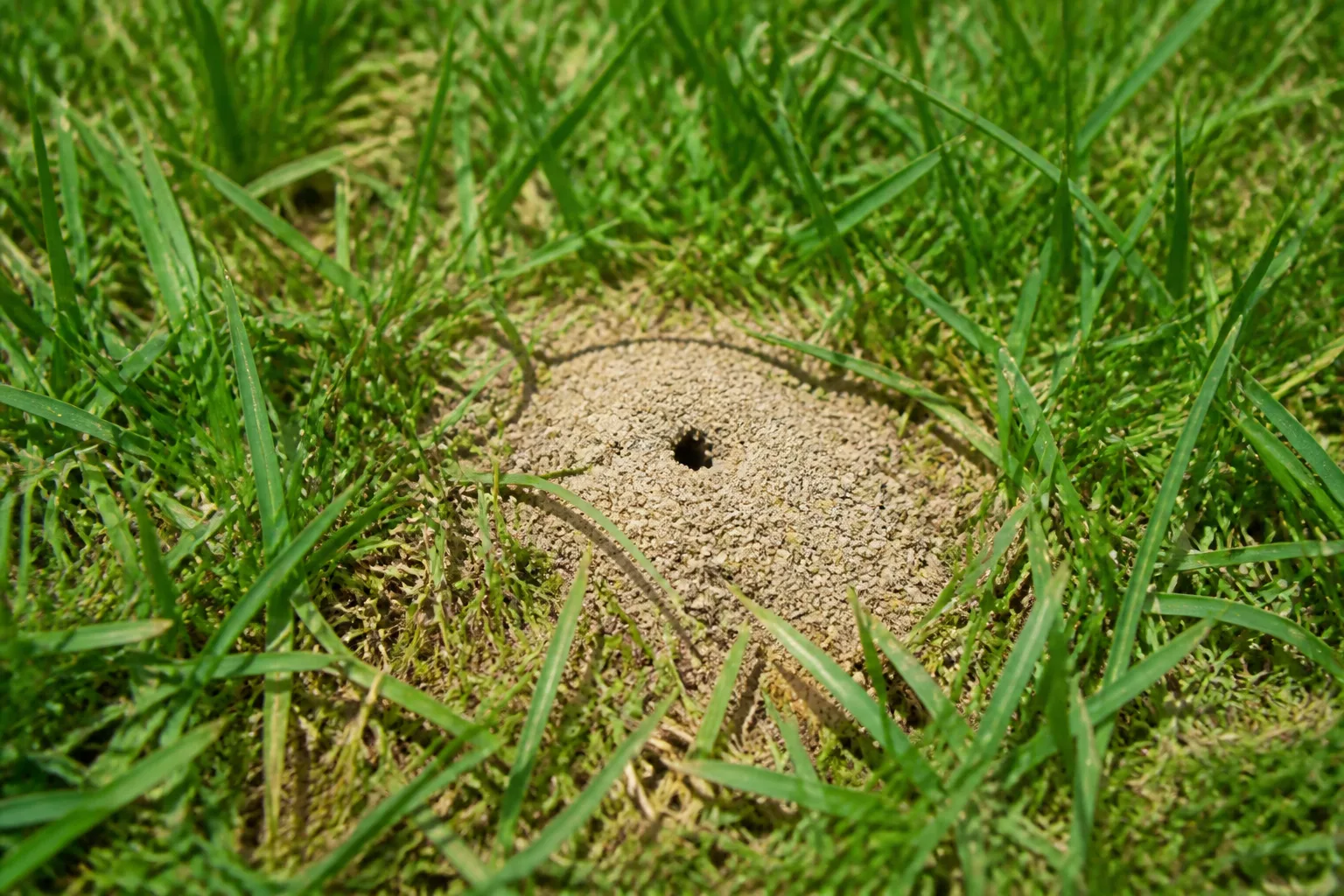 Small sandy soil mound from a ground-nesting bee nest in a lawn