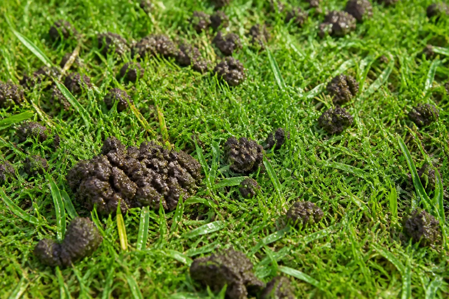 Earthworm castings and rich vermicompost in a garden soil surface