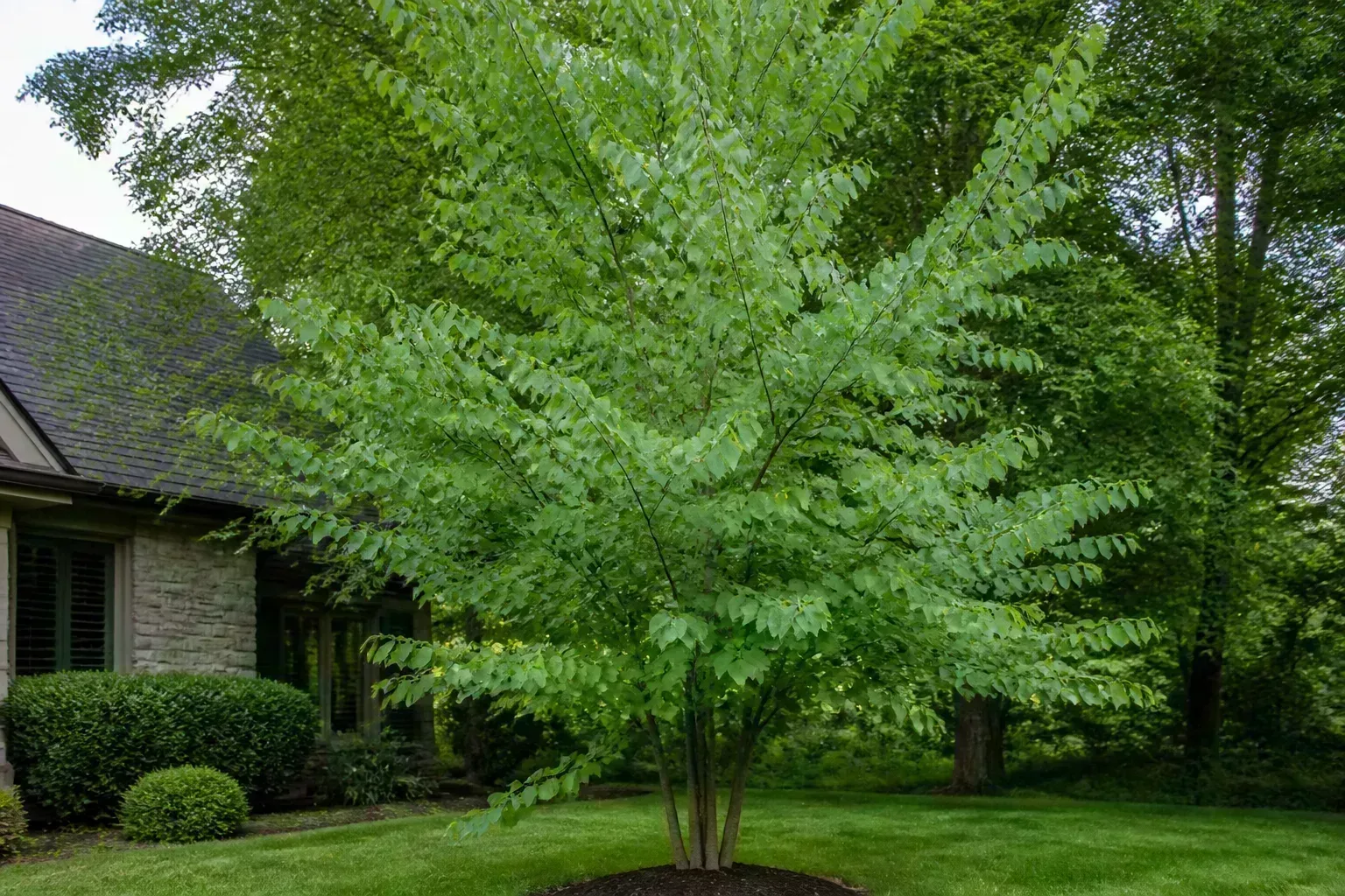 Katsura tree with heart-shaped blue-green leaves in a residential yard specimen planting