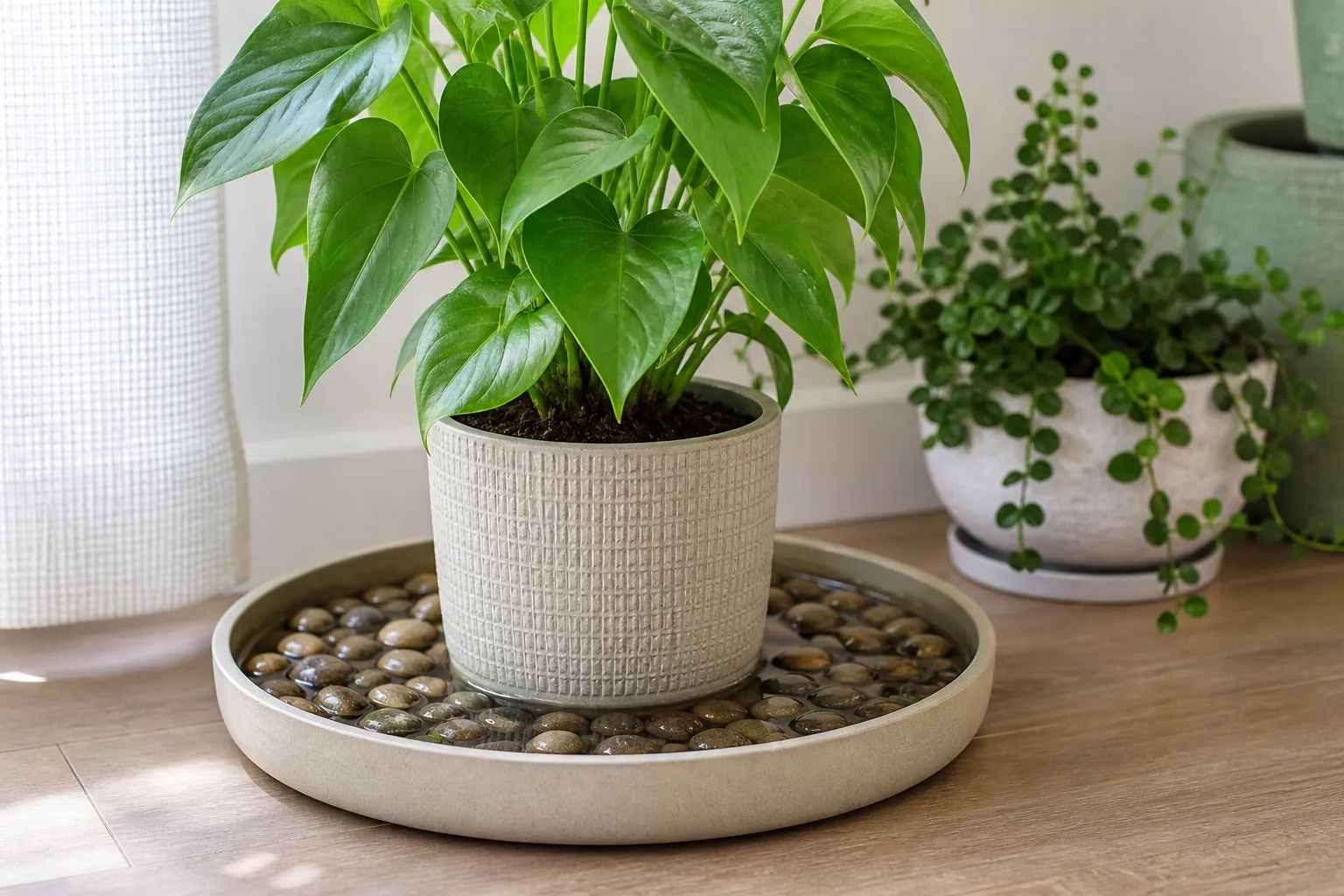 Potted houseplant sitting above water on a pebble humidity tray