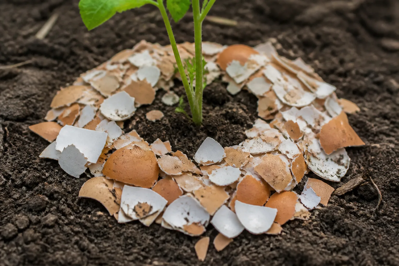Coarse crushed eggshell shards mounded in a continuous ring around a small seedling stem on bare garden soil