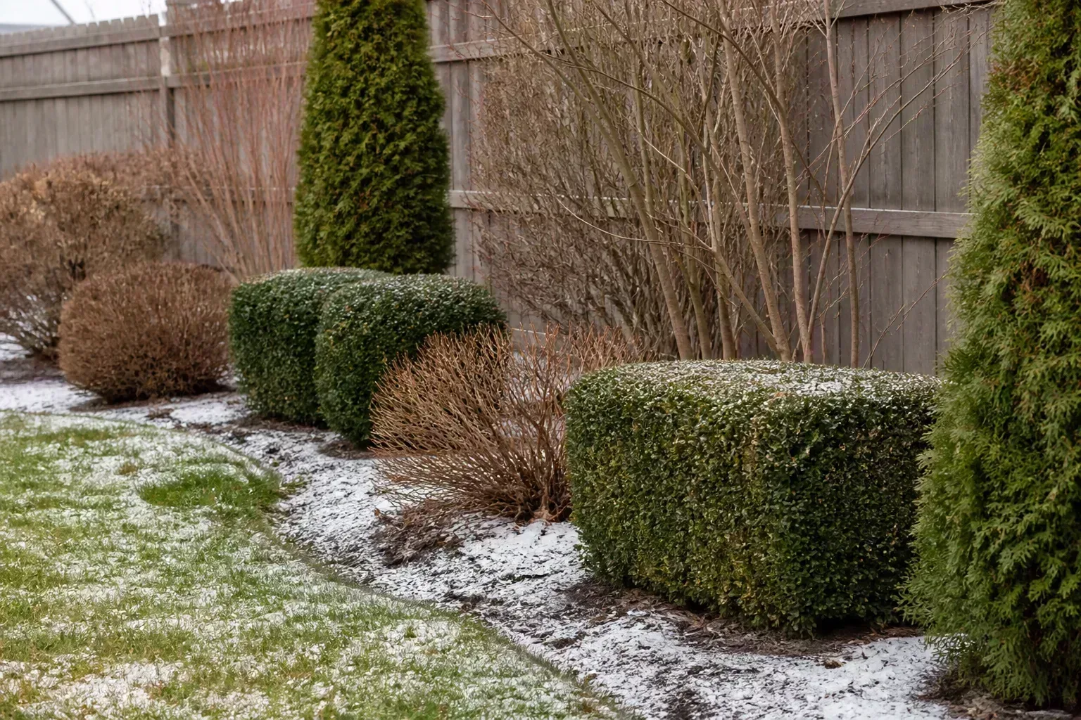 Mixed evergreen and deciduous shrubs with light frost on mulch in a late-season backyard garden
