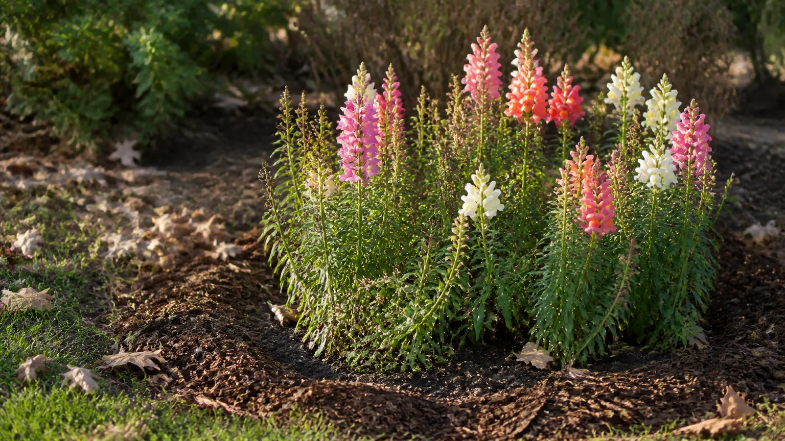 Late-season snapdragons in a garden bed with loose mulch around the crowns