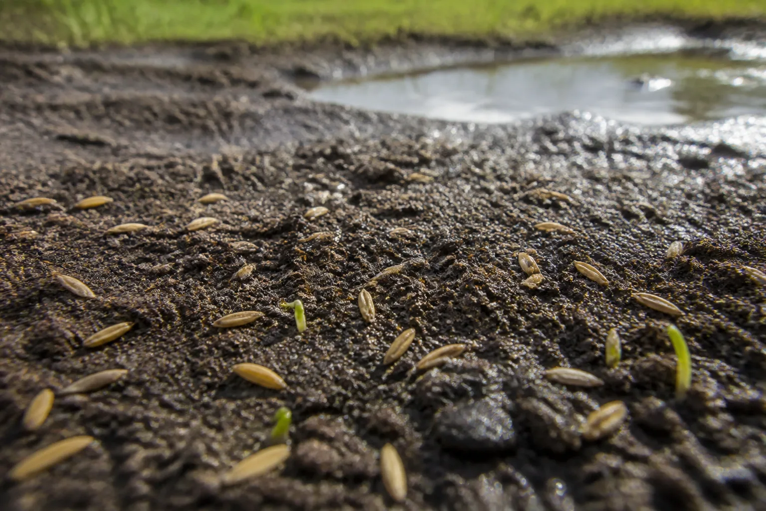 The Short Answer Rain Helps Until Seed Moves Or Soil Drowns for the short answer: rain helps until seed moves or soil drowns