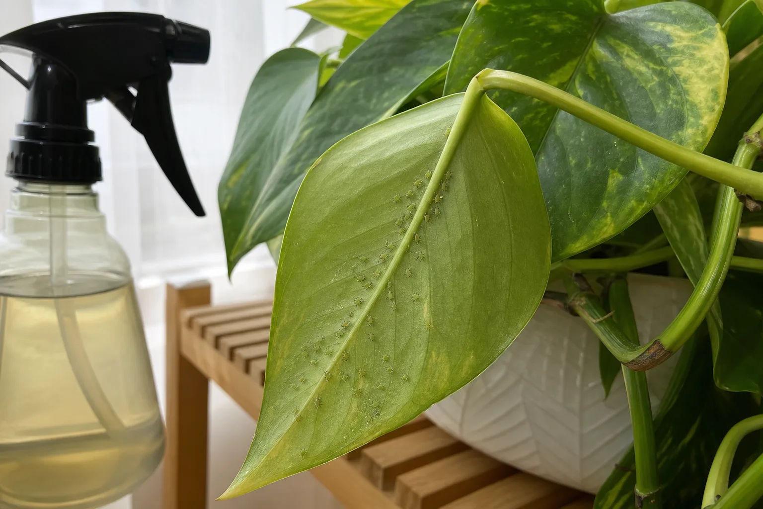 How neem oil affects thrips