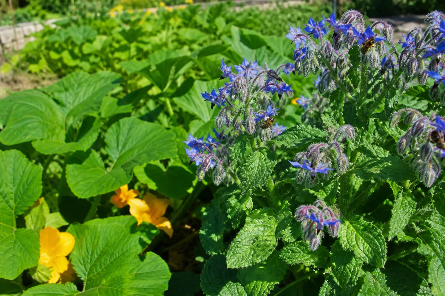 Borage plant with star-shaped blue flowers and fuzzy green leaves in a sunny garden border