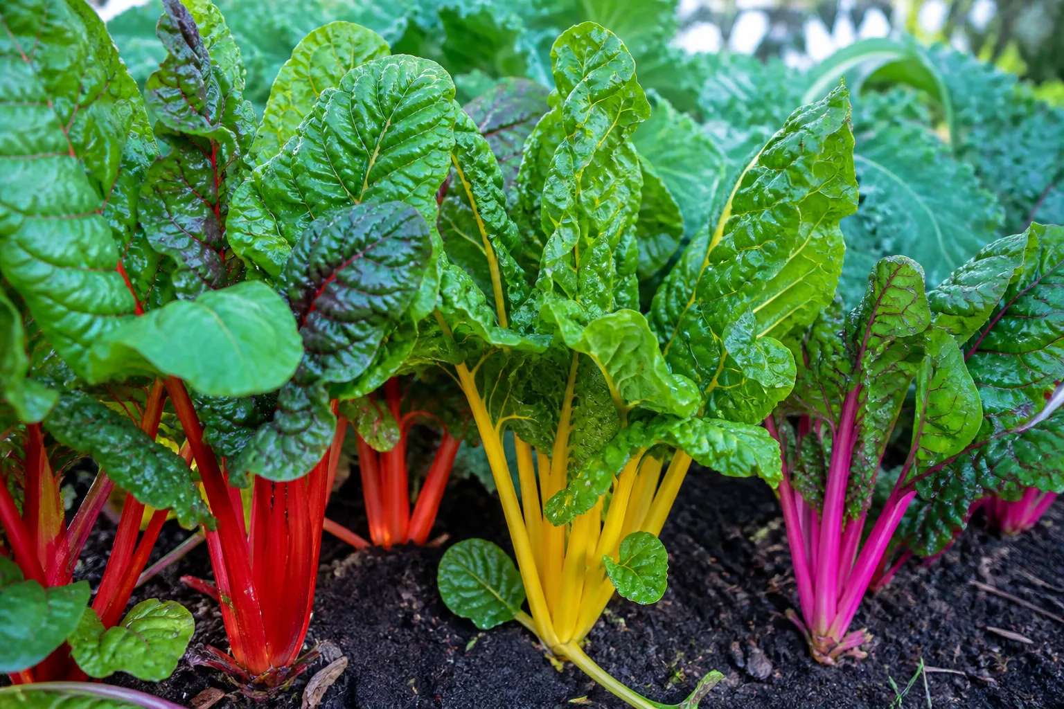 Rainbow Swiss chard with colorful stems and glossy green leaves in a spring vegetable garden