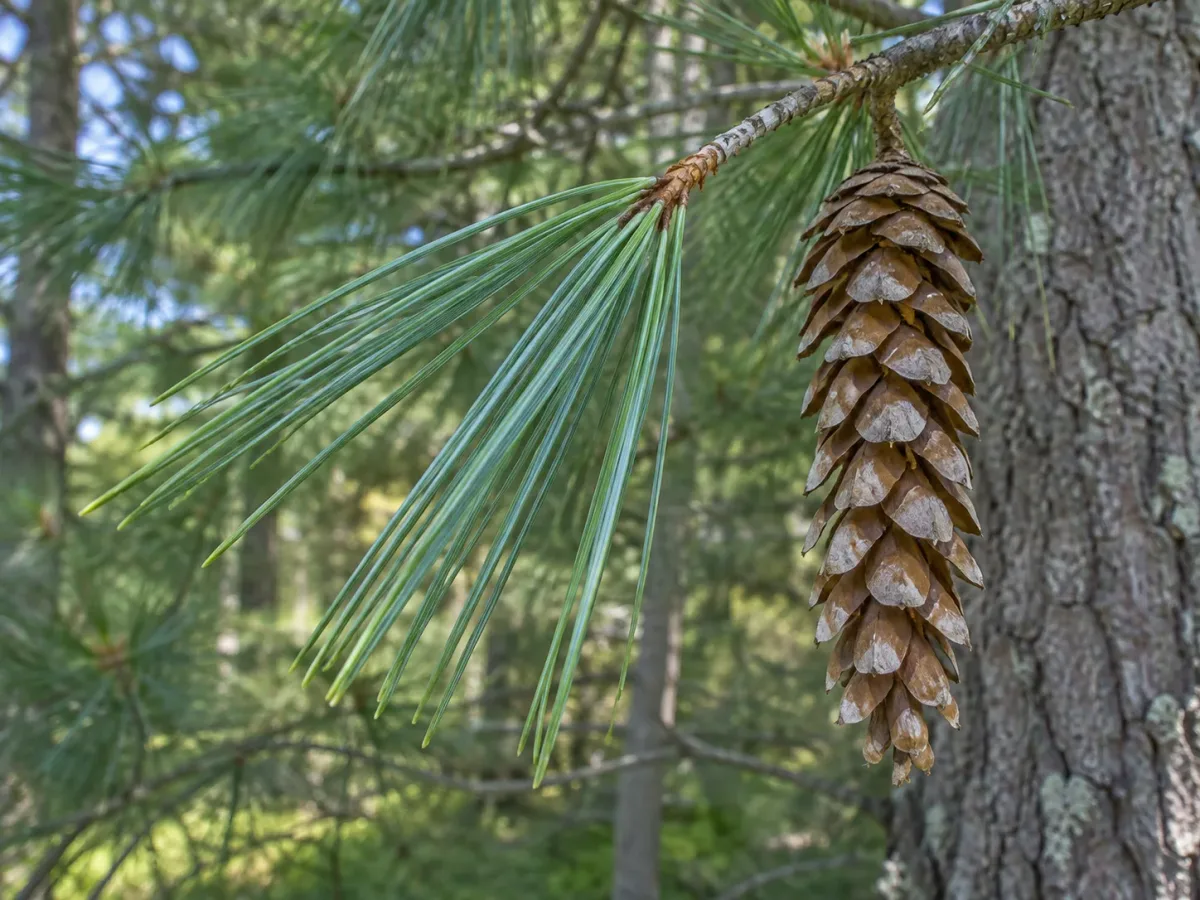 Eastern white pine twig with a five-needle bundle and a long, hanging cone