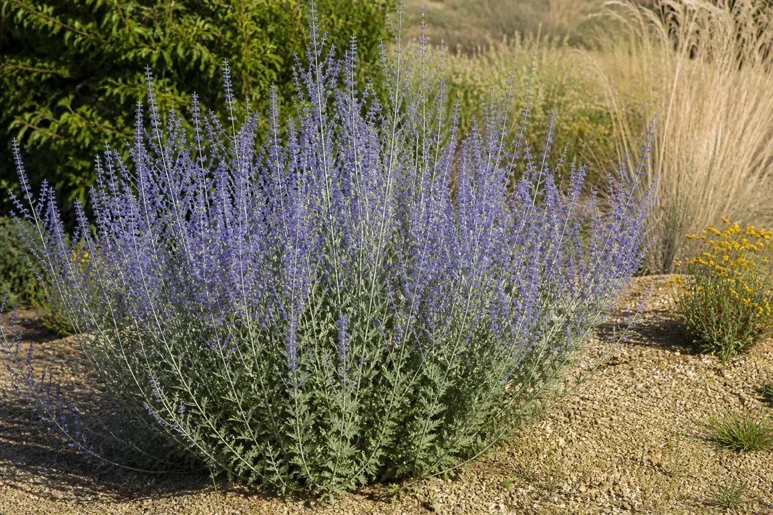Russian sage with silvery foliage and lavender-blue flower spikes in a dry garden border