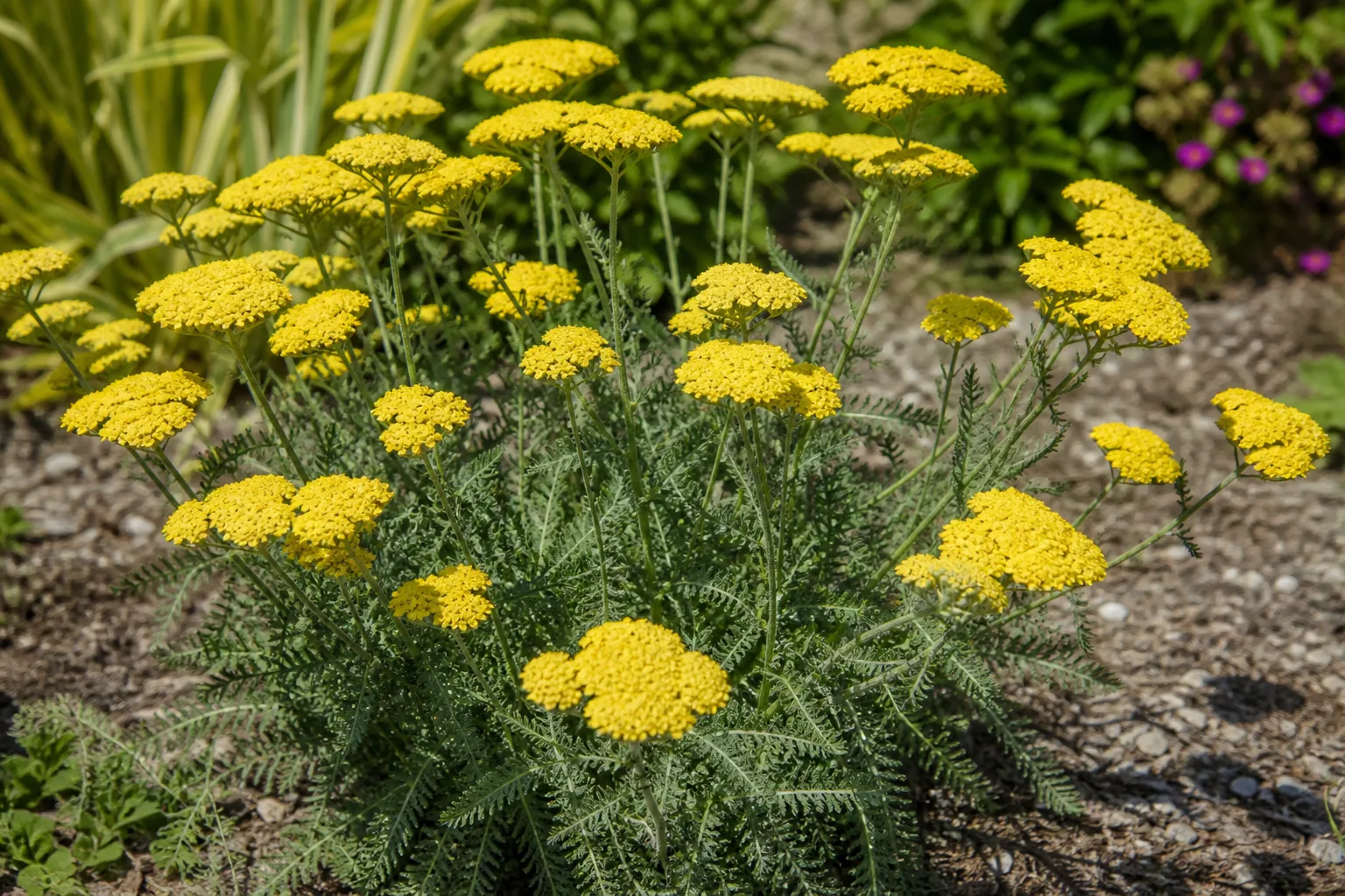 Yarrow and other drought-tolerant perennials in a sunny low-water border beside globe thistle