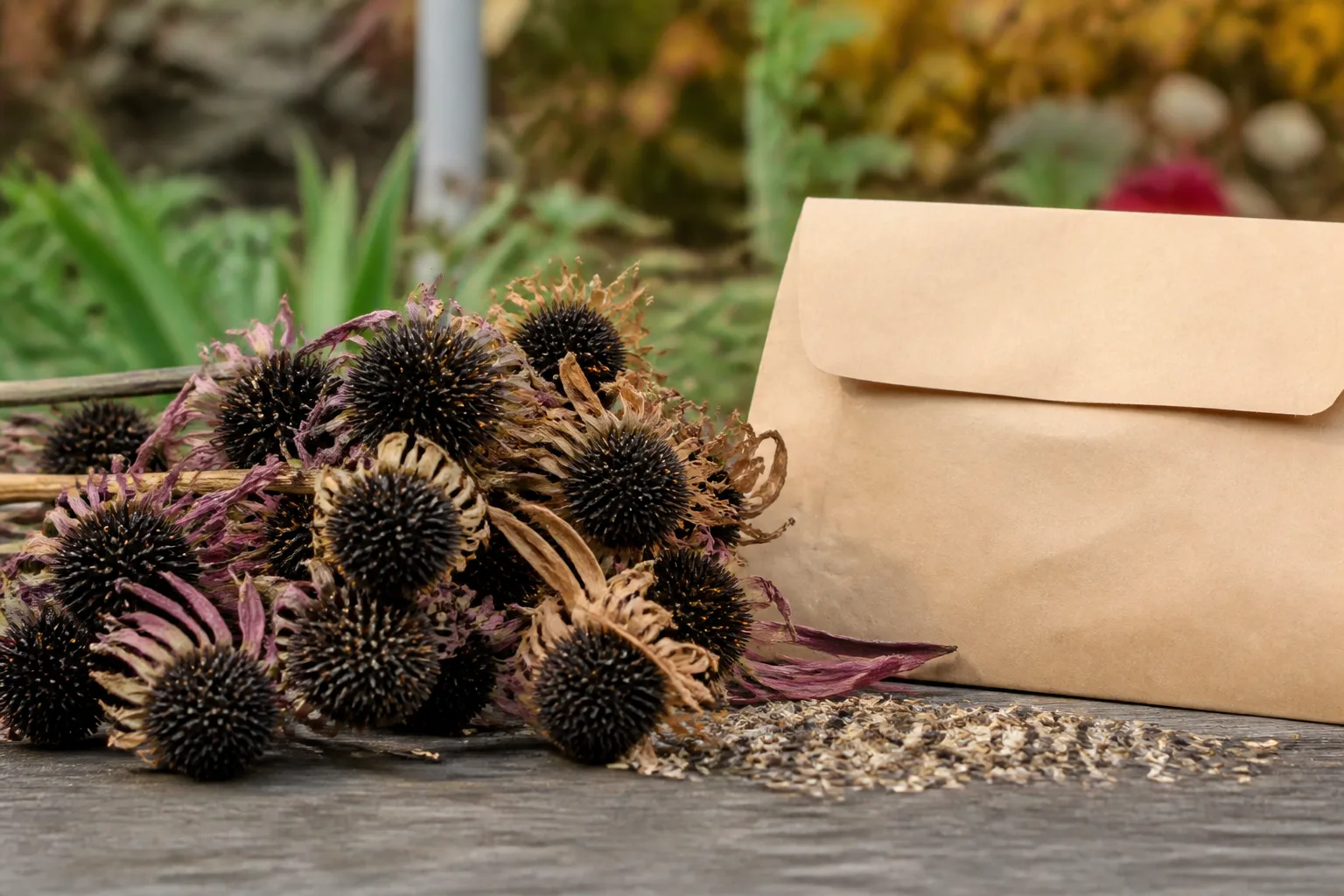 Dried flower heads and cleaned seed beside a paper envelope for storage