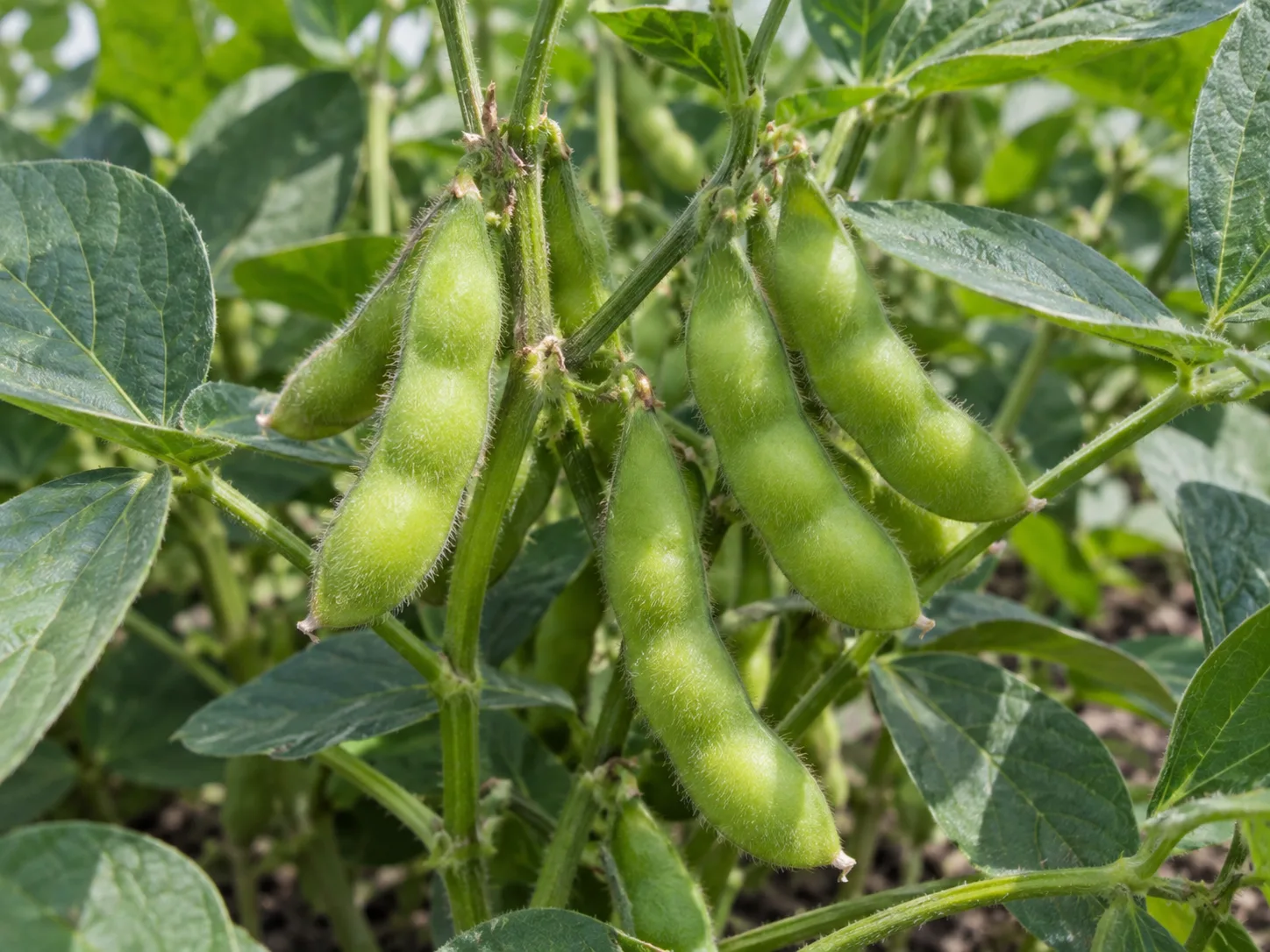 Plump green edamame pods growing among soybean leaves