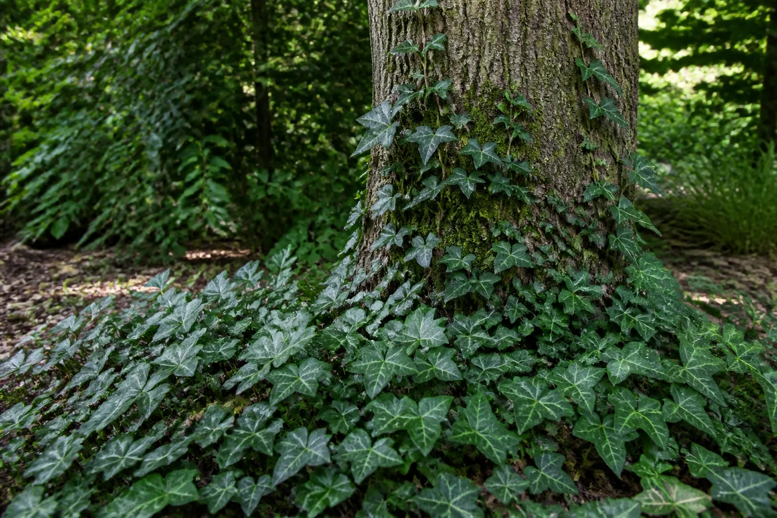 English ivy spreading as ground cover at the base of a tree in a shaded garden