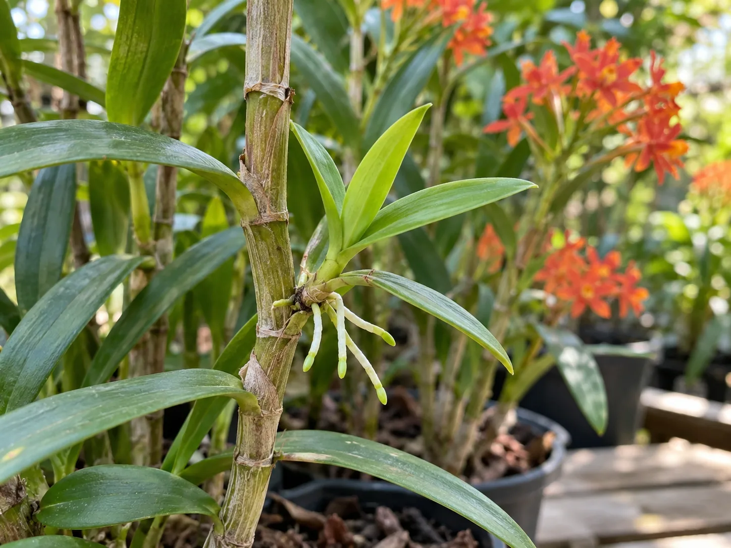 A rooted Epidendrum keiki growing from a leafy cane on its parent plant