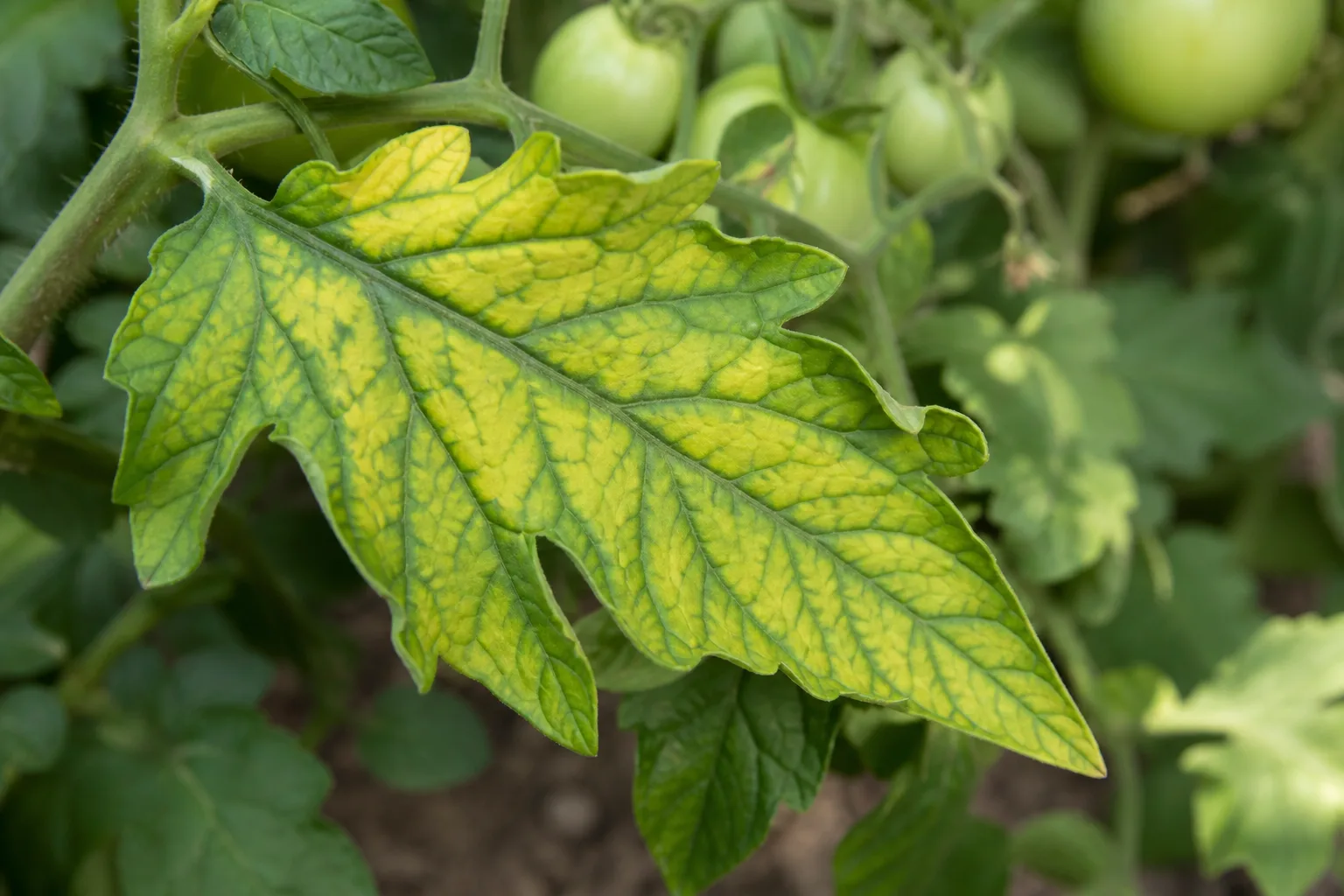 Tomato leaf with yellow tissue between green veins, a sign of magnesium deficiency