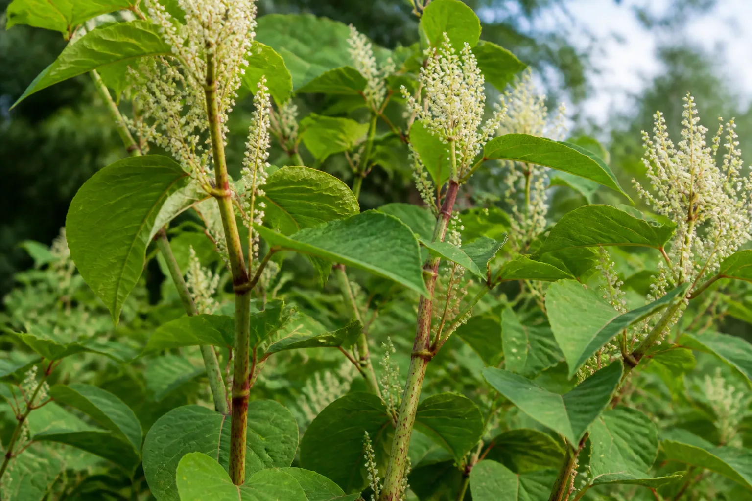 Close view of woody invasive stems with opposite leaves for field identification