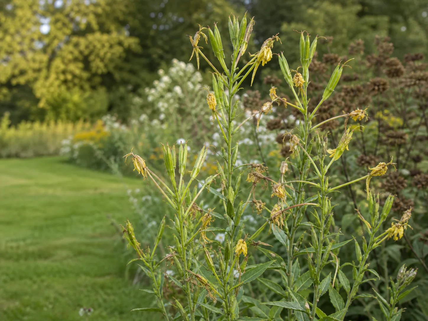 Evening primrose seed capsules after flowering